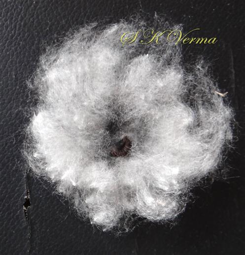  Seed embedded in silky white floss